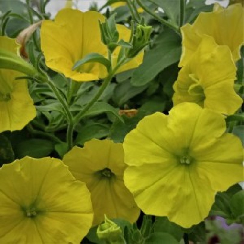 Capella yellow2_300x300